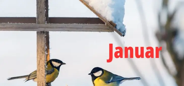 Nyhedsbrev januar 2025